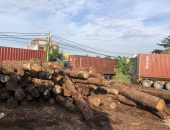 THỦ TỤC NHẬP KHẨU GỖ THÔNG, GỖ TRÒN - NP LOGISTICS 